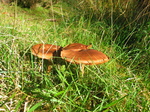 24328 Mushrooms in the sun.jpg